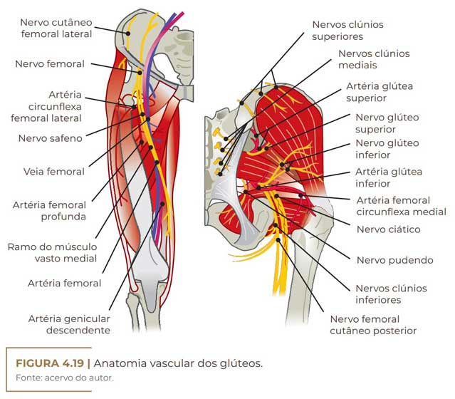 ilustração da anatomia vascular dos glúteos