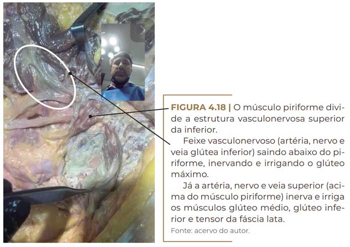anatomia vasculardos glúteos feixe vasculo nervoso