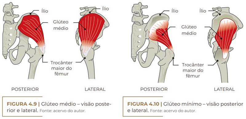 anatomia glútea Glúteo Médio e Gluteo Mínimo