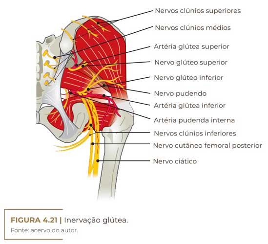 nervos da região glútea