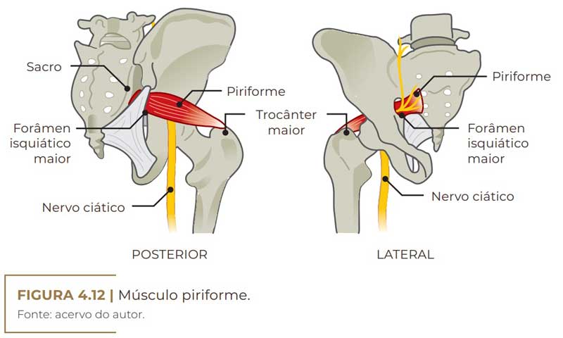 ilustração do músculo piriforme