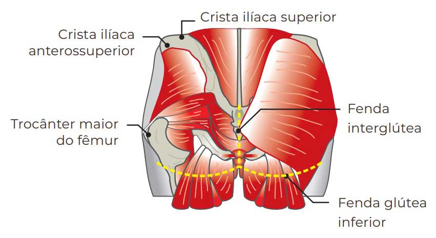anatomia dos músculos do glúteo
