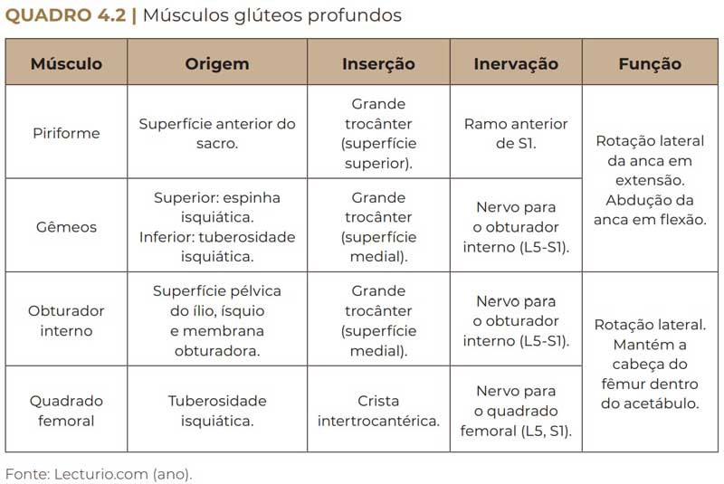 tabela dos músculos glúteos profundos