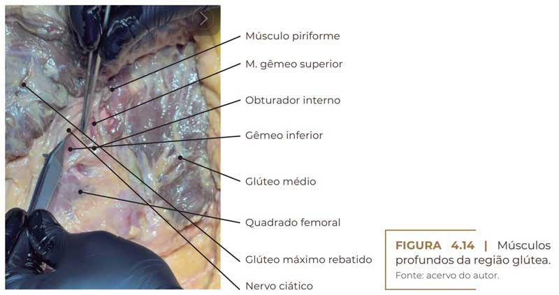 anatomia dos músculos profundos dos glúteos