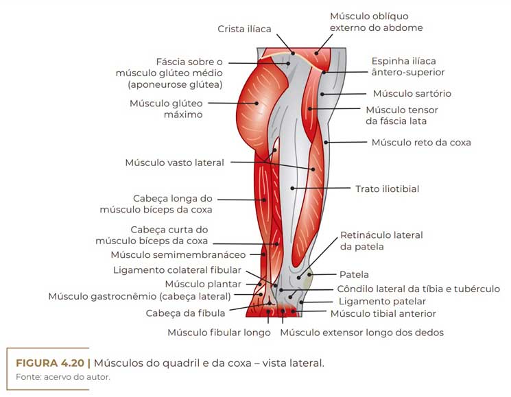 anatomia glutea musculos do quadril e da coxa