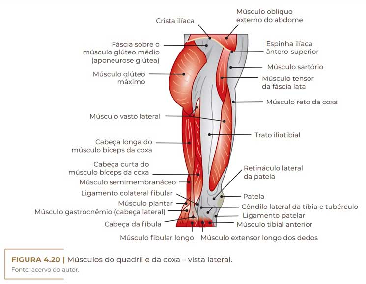 Anatomia aplicada Quadril e coxa- Músculos Quiz