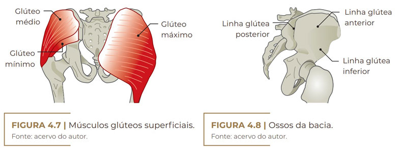 Ossos da Bacia anatomia glutea