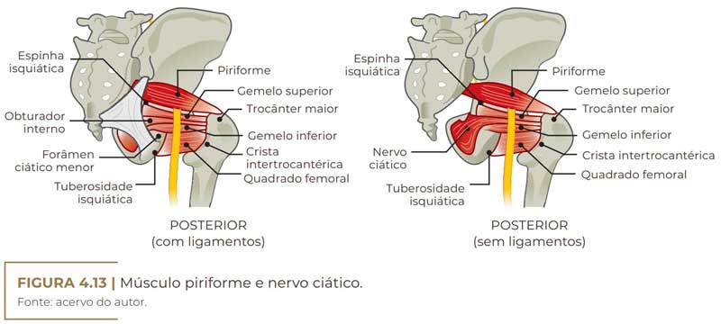 anatomia Músculo piriforme e nervo ciático