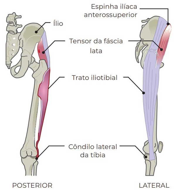 anatomia anexa do glúteo trato iliotibial