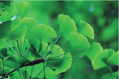 Ginkgo biloba