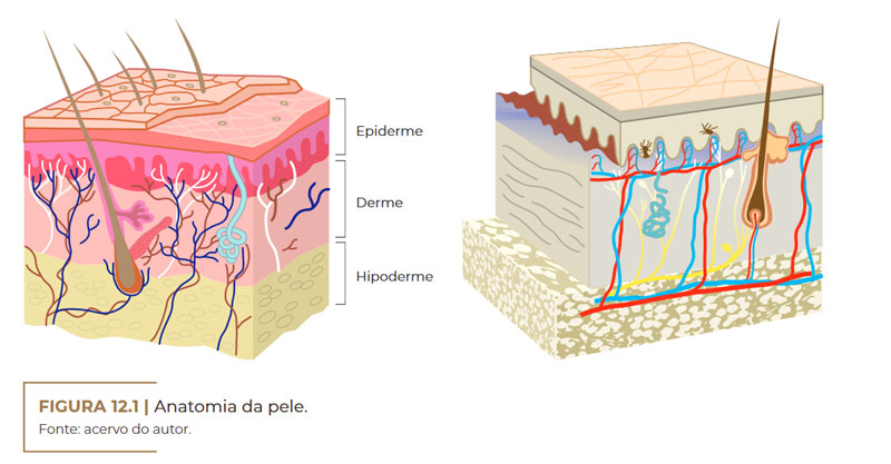 anatomia-da-pele-vitoria-celulite