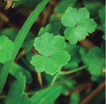 Centella asiatica