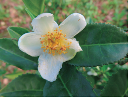 Camellia sinensis.