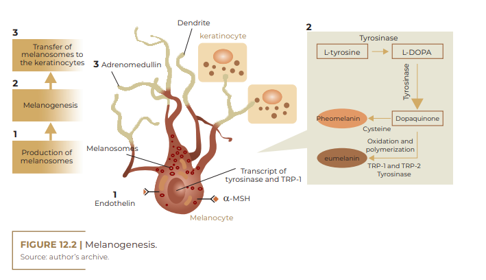 Melanogenesis