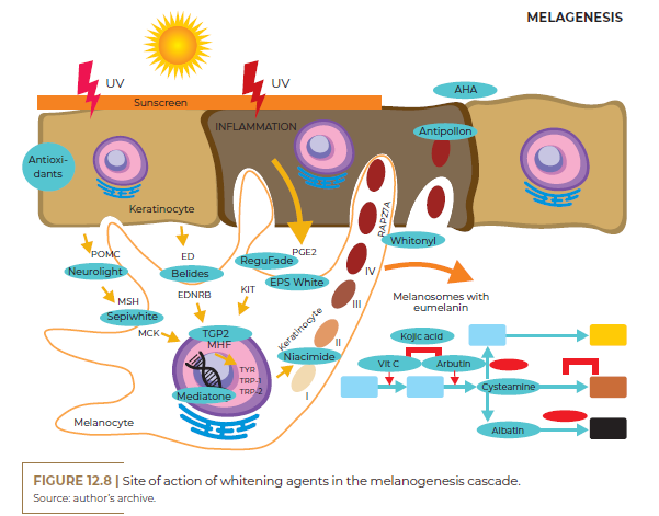 Site of action of whitening agents in the melanogenesis cascade