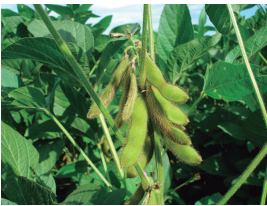 Soy plantation.