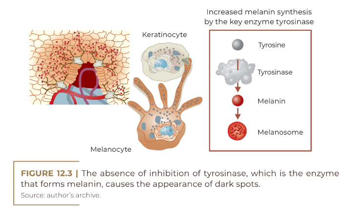 The absence of inhibition of tyrosinase,