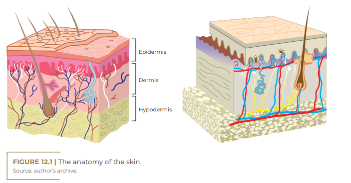 The anatomy of the skin