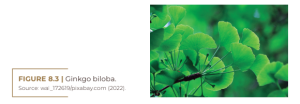 Ginkgo biloba